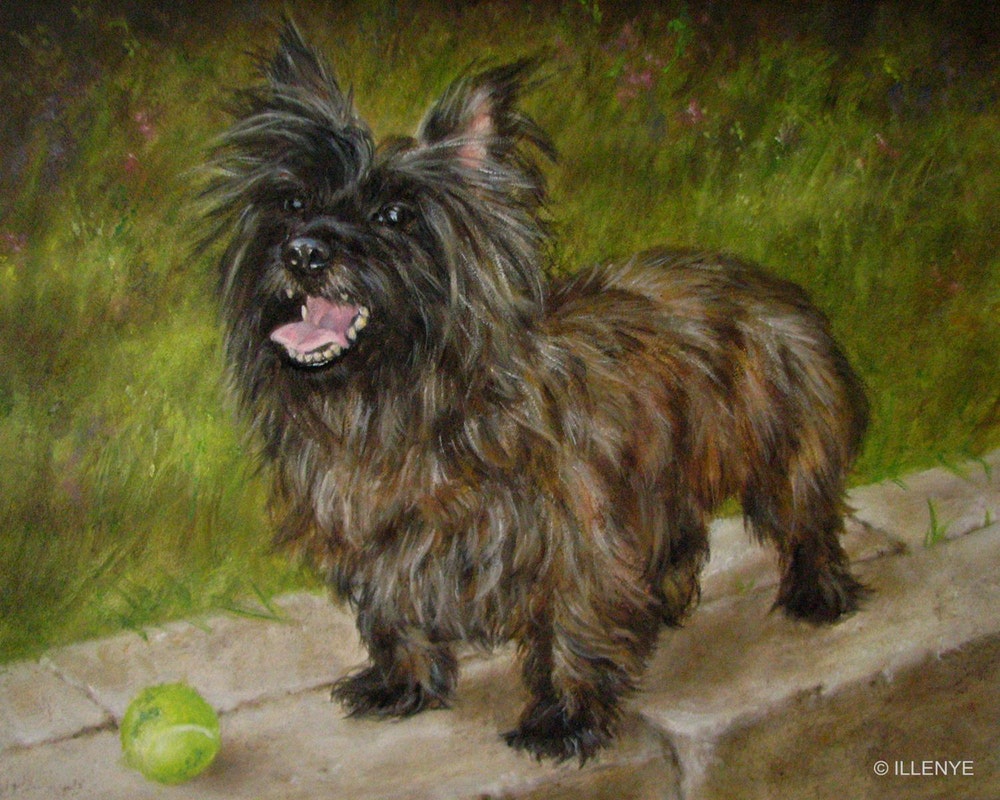 1000x800 Molly Custom Dog Pet Portrait Oil Painting Cairn Terrier Like - Cairn Terrier Painting