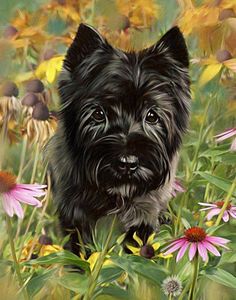 236x300 Cairn Terrier My Sweet Dogs Cairn Terriers - Cairn Terrier Painting