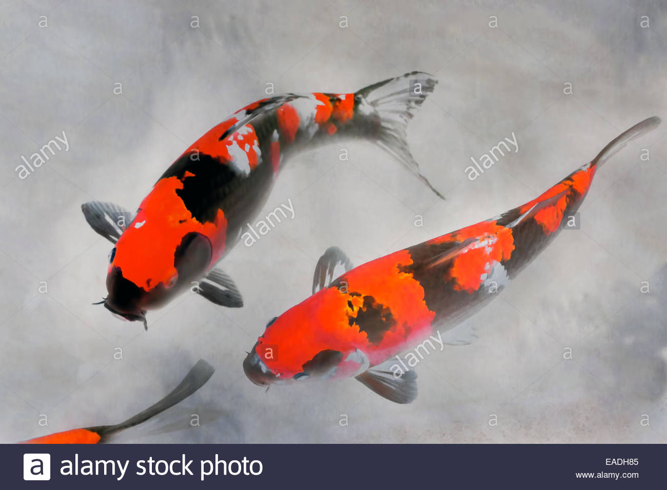 1300x956 Calico Koi Fish Watercolor Painting In Red White And Black Ink - Calico Painting