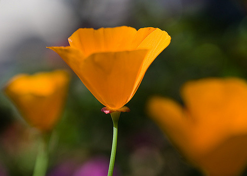 500x357 California Poppy Painting Flintridge, California. I Found - California Poppy Painting