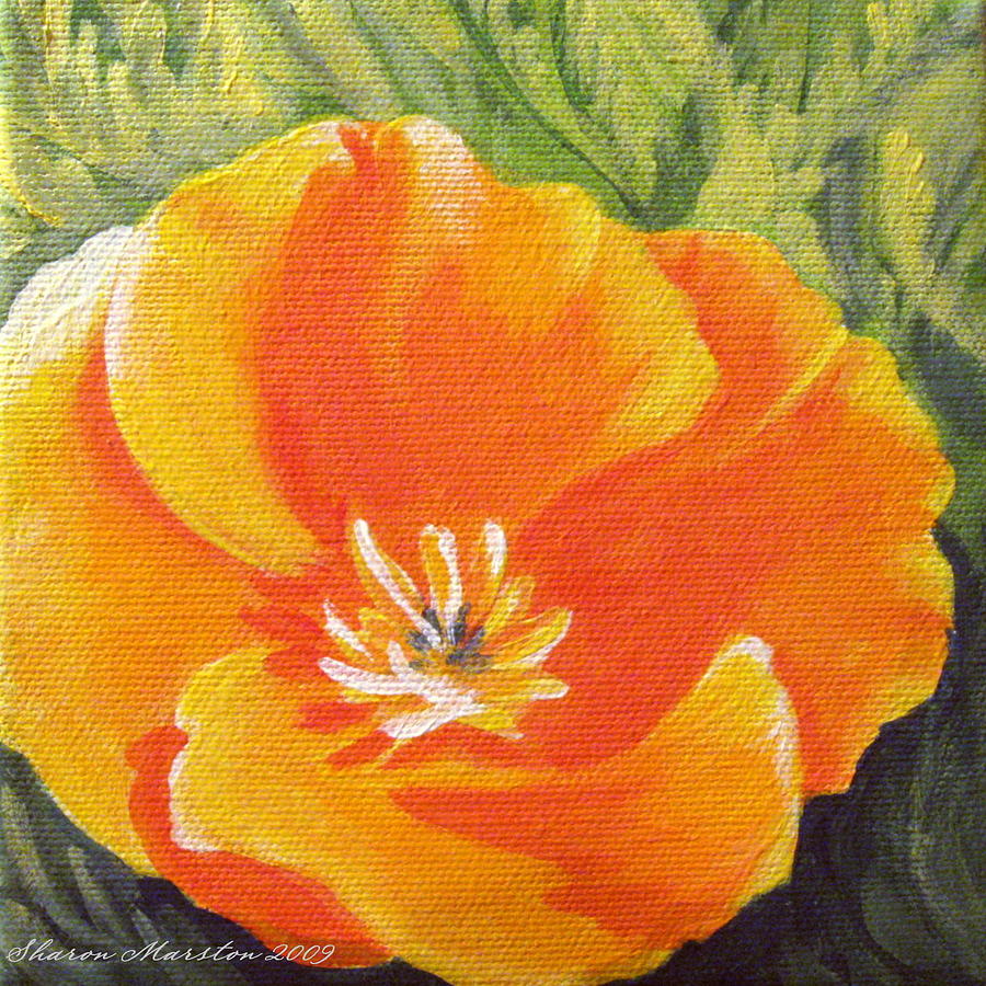 900x900 California Poppy Painting By Sharon Marcella Marston - California Poppy Painting