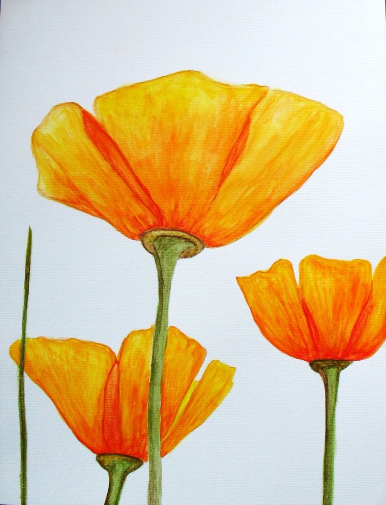 781x1022 California Poppy By Malakiy - California Poppy Painting