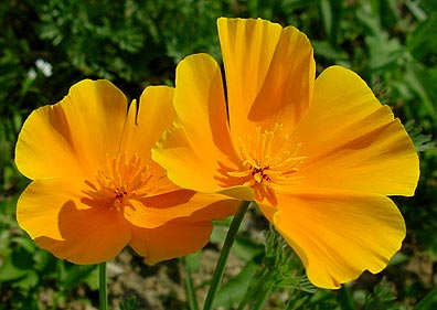 396x281 Exalted Beauty California Poppy - California Poppy Painting