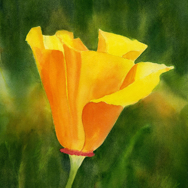 600x601 Single California Poppy Poster By Sharon Freeman - California Poppy Painting