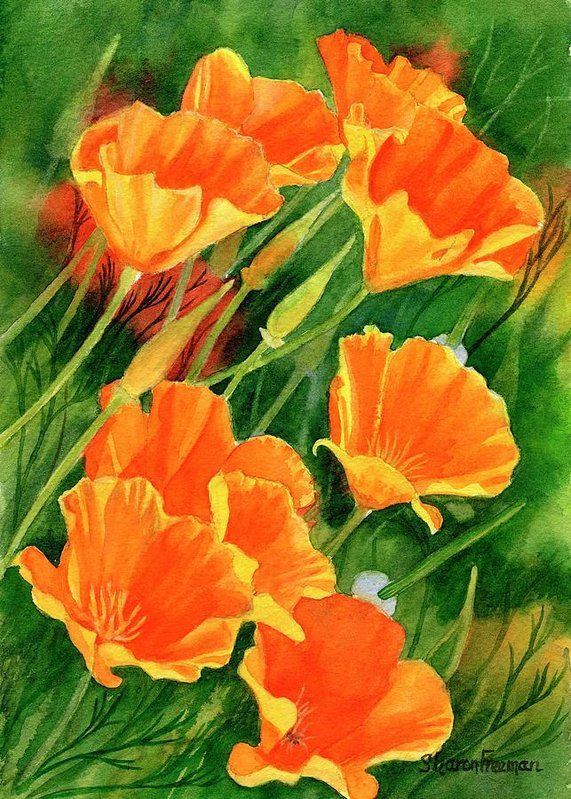 571x799 California Poppies Faces Up Art Print By Sharon Freeman - California Poppy Painting