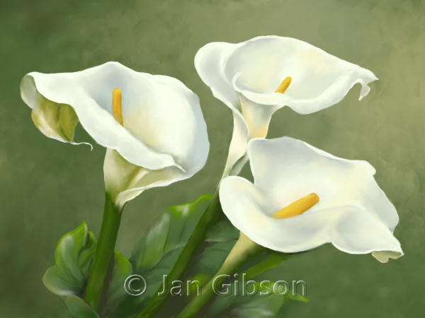 600x450 Digital Calla Lilies - Calla Lily Oil Painting