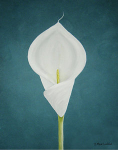 236x300 Calla Lily Oil Paintings - Calla Lily Oil Painting