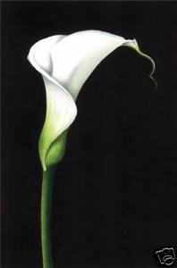 198x300 4x6 Inch Watercolour Art Print Calla Lily Flower Painting Canadian - Calla Lily Painting