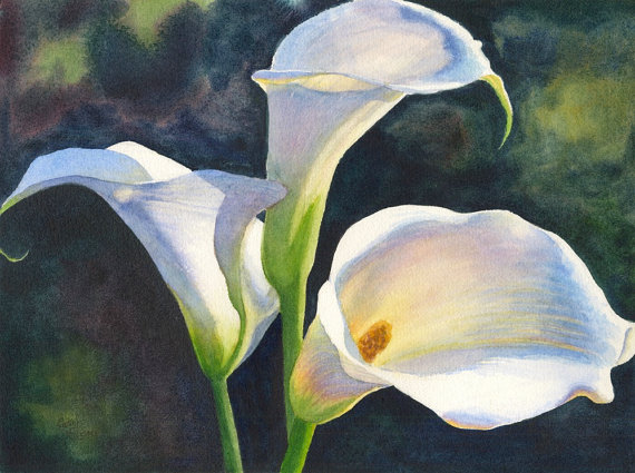 570x425 Calla Lilies Watercolor Painting Print By Cathy Hillegas - Calla Lily Watercolor Painting