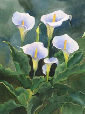 288x386 Carol Thompson's Calla Lilies Limited Edition Giclee Print Page - Calla Lily Watercolor Painting