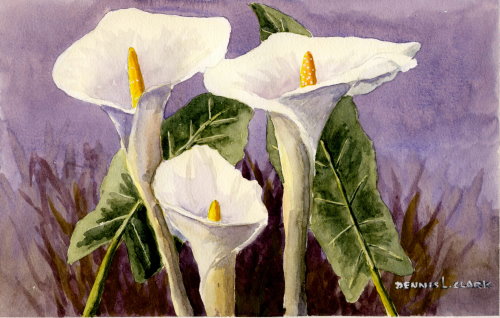 500x318 How To Paint Arum (Calla) Lilies In Watercolour - Calla Lily Watercolor Painting