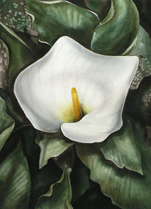 Calla Lily Watercolor Painting at PaintingValley.com | Explore ...