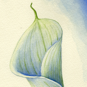 288x288 Vba Calla Lily, Zantedeschia Aethiopica Detail - Calla Lily Watercolor Painting