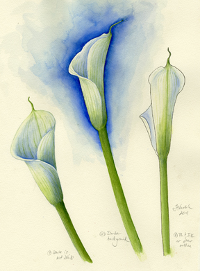 288x391 Vba Zantedeschia Aethiopica - Calla Lily Watercolor Painting