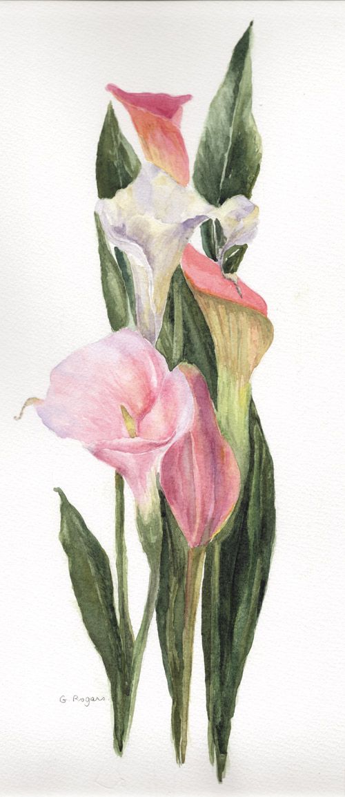 500x1154 Watercolour Calla Lilies - Calla Lily Watercolor Painting