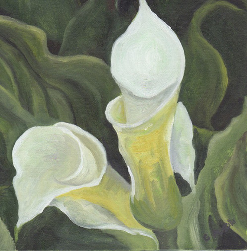 498x506 White Calla Lily Original Oil Painting By Gail M Austin - Calla Lily Watercolor Painting