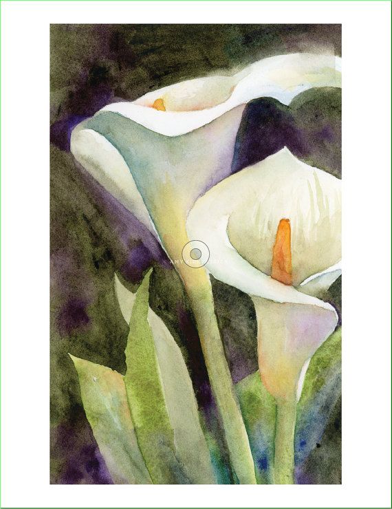 570x740 Calla Lilies - Calla Lily Watercolor Painting