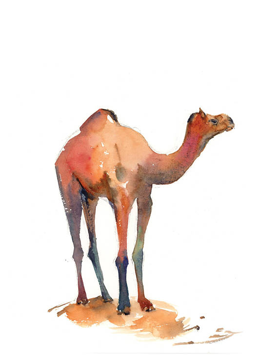 570x726 Camel Fine Art Print Print From Watercolor Painting Nursery - Camel Painting