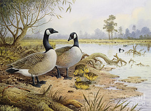 300x221 Canadian Geese Paintings Fine Art America - Canada Goose Painting