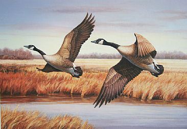 366x254 Canadian Goose - Canada Goose Painting