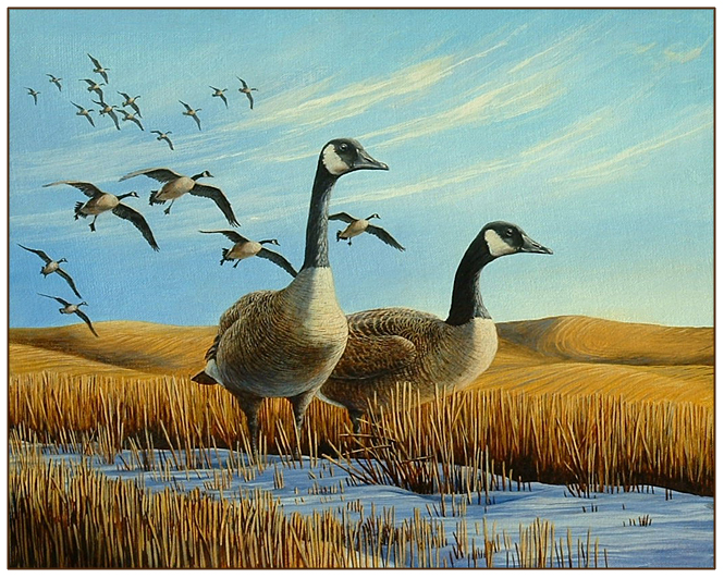 665x531 Fred W. Thomas, Original Oil Painting - Canada Goose Painting