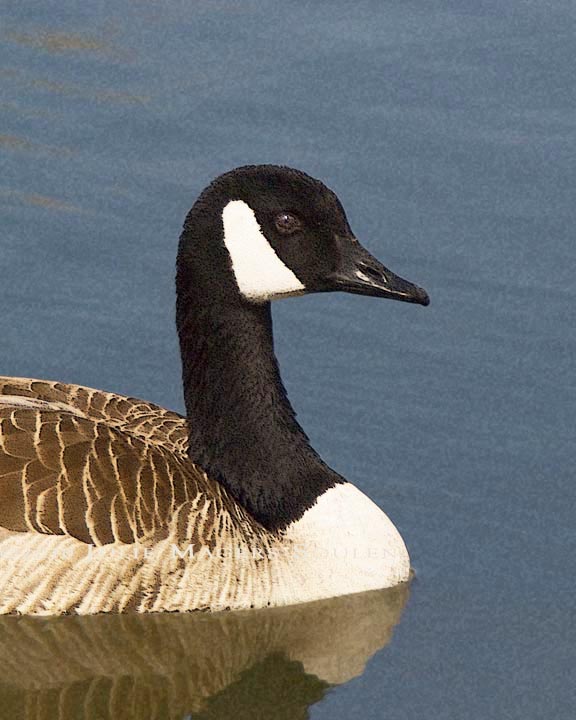 576x720 Julie Magers Soulen Photography Photo Paintings Of Canadian Geese - Canada Goose Painting