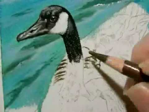 480x360 Painting A Day Demonstration - Canada Goose Painting