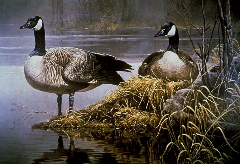 770x526 Robert Bateman - Canada Goose Painting