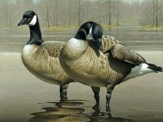 236x177 Southern Comfort - Canada Goose Painting