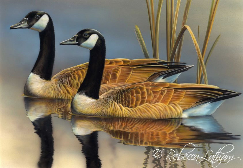 844x586 Canada Geese Painting On The Usfws National Tour Paintings - Canada Goose Painting