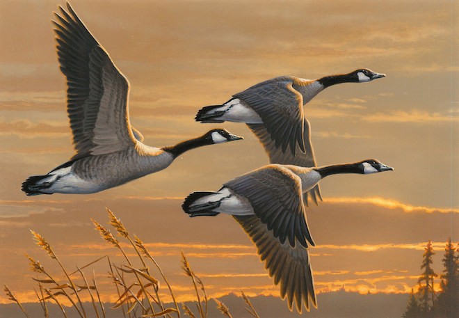 660x457 Canada Geese For 2017 Duck Stamp Art - Canada Goose Painting