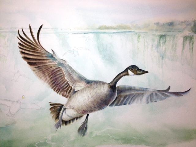 640x480 Canada Goose (Wips) - Canada Goose Painting