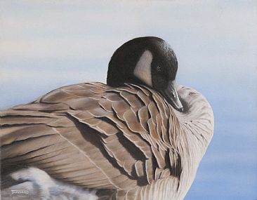 366x285 Canada Goose - Canada Goose Painting