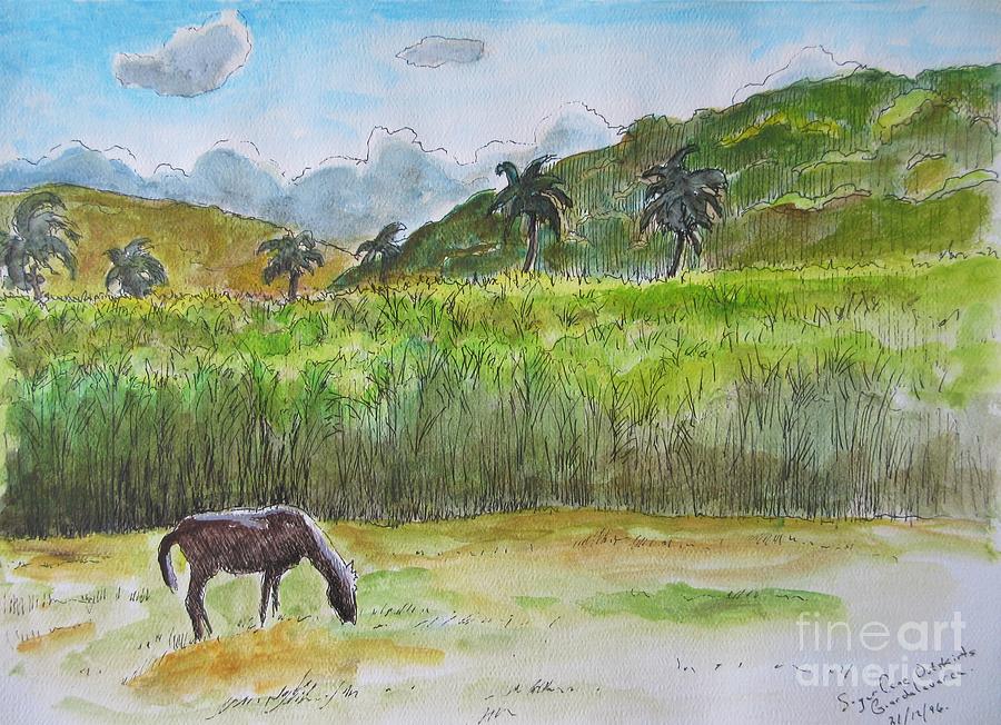 900x652 Horse Grazing With Sugar Cane Field In Background Painting By John - Cane Painting