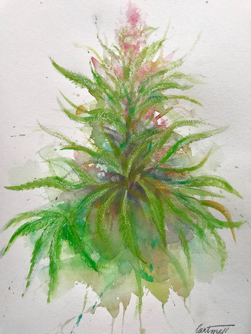 800x1067 Mary Jane - Cannabis Painting