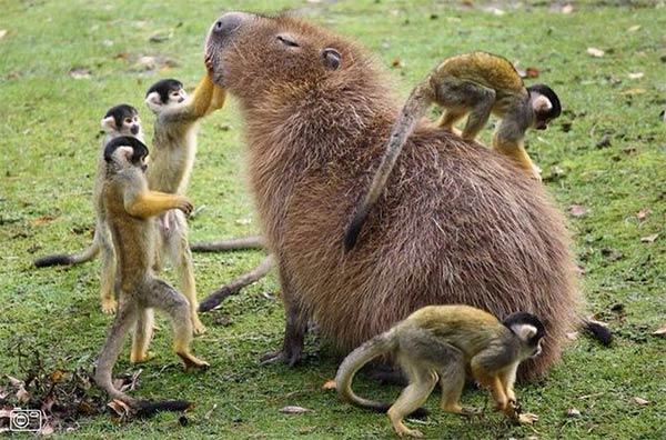 600x396 Archive - Capybara Painting