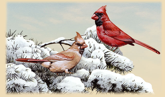 641x380 Northern Cardinal Facts Amp Information - Cardinal Bird In Snow Painting