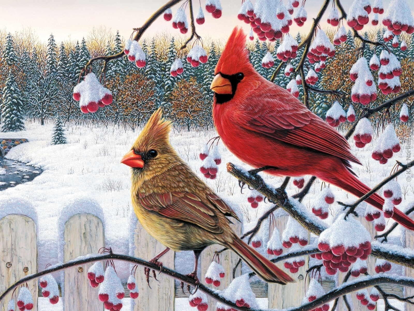 1600x1200 95 Cardinal Hd Wallpapers Background Images - Cardinal Bird In Snow Painting
