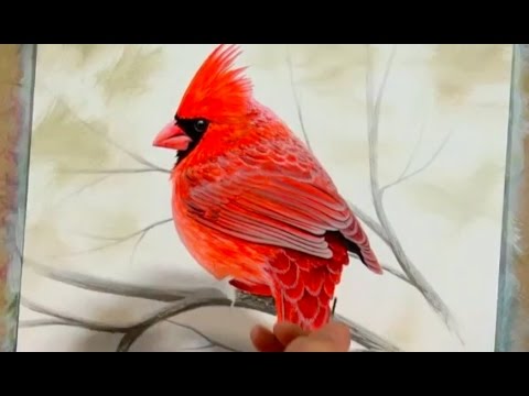 480x360 Cardinal Acrylic Painting Time Lapse Art - Cardinal Bird Painting