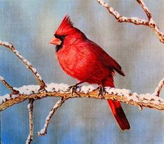 236x207 Cardinal Tattoos Cardinals, Watercolor And Bird - Cardinal Bird Painting