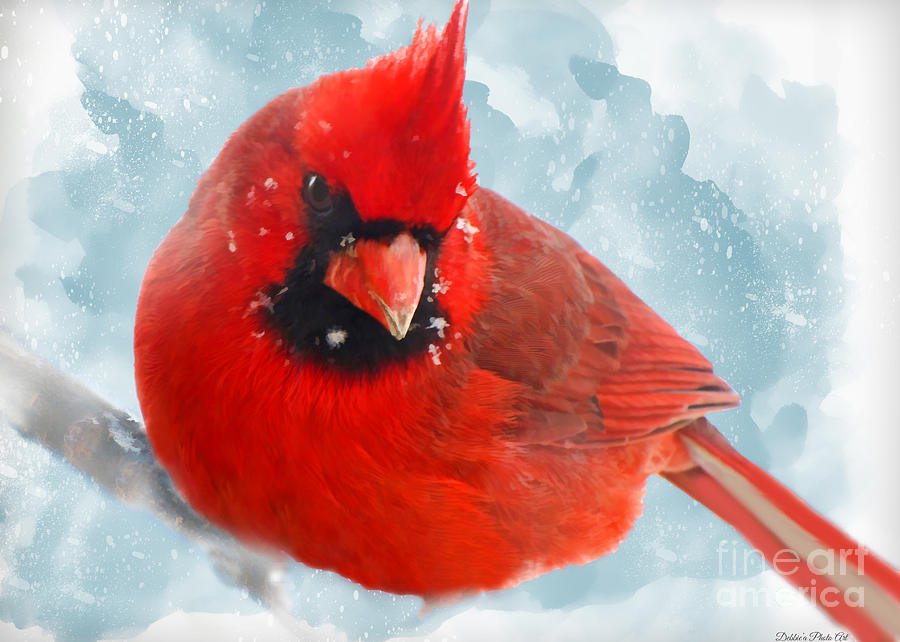 900x642 Male Cardinal On Snow Day - Cardinal In Snow Painting
