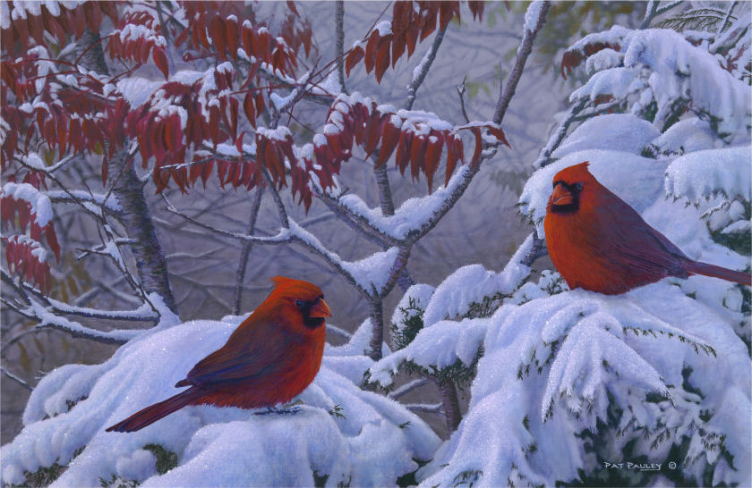 840x546 Return Of Winter - Cardinal In Snow Painting