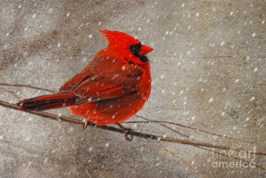 900x602 Cardinal In Snow Photograph By Lois Bryan - Cardinal In Snow Painting