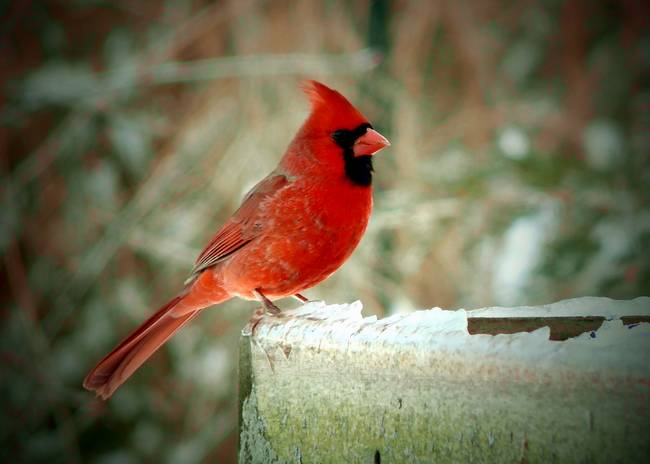 650x464 Winter Cardinal - Cardinal Painting
