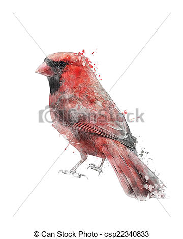 360x470 Watercolor Image Red Cardinal. Watercolor Digital Painting - Cardinal Watercolor Painting