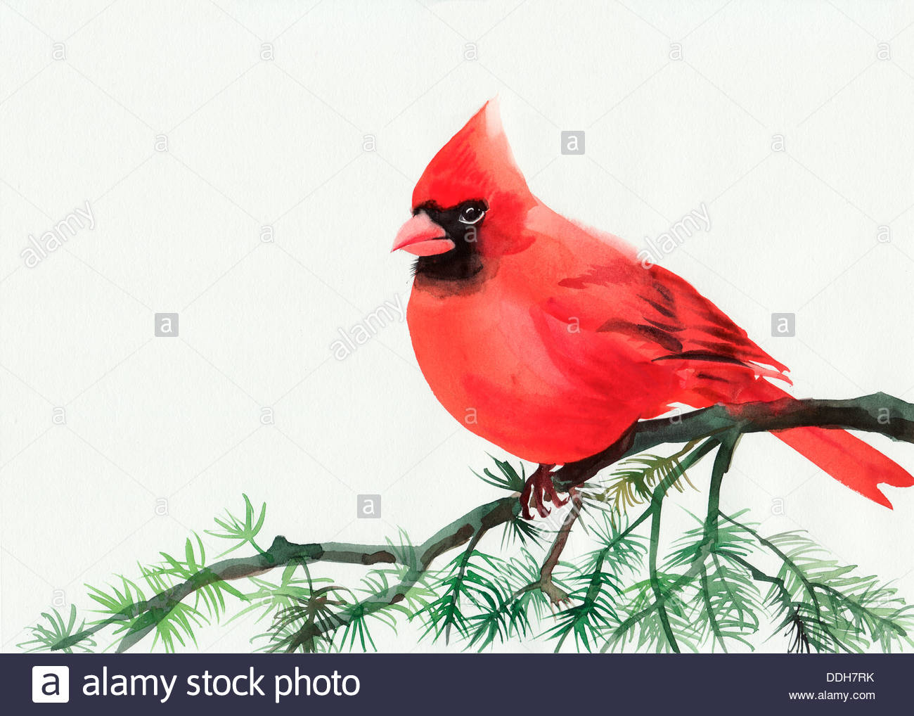1300x1018 Watercolor Painting Of Cardinal Bird Sitting On A Branch Stock - Cardinal Watercolor Painting
