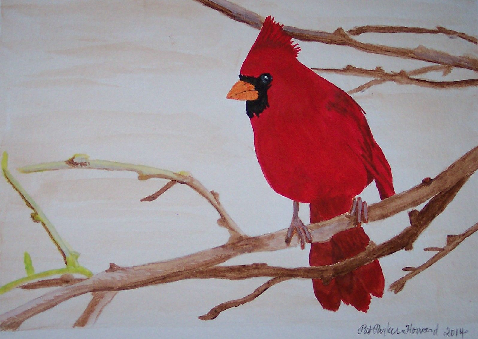 1596x1135 Cardinal My Paintings (Watercolors) Cardinals - Cardinal Watercolor Painting