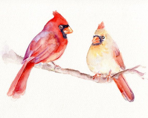 570x456 Cardinal Pair Original Watercolor Painting Artistic - Cardinal Watercolor Painting