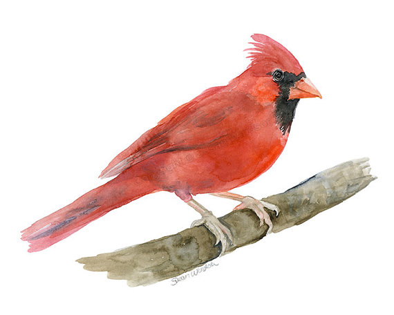 570x456 Cardinal Watercolor Painting Giclee Print Fine Art Print - Cardinal Watercolor Painting
