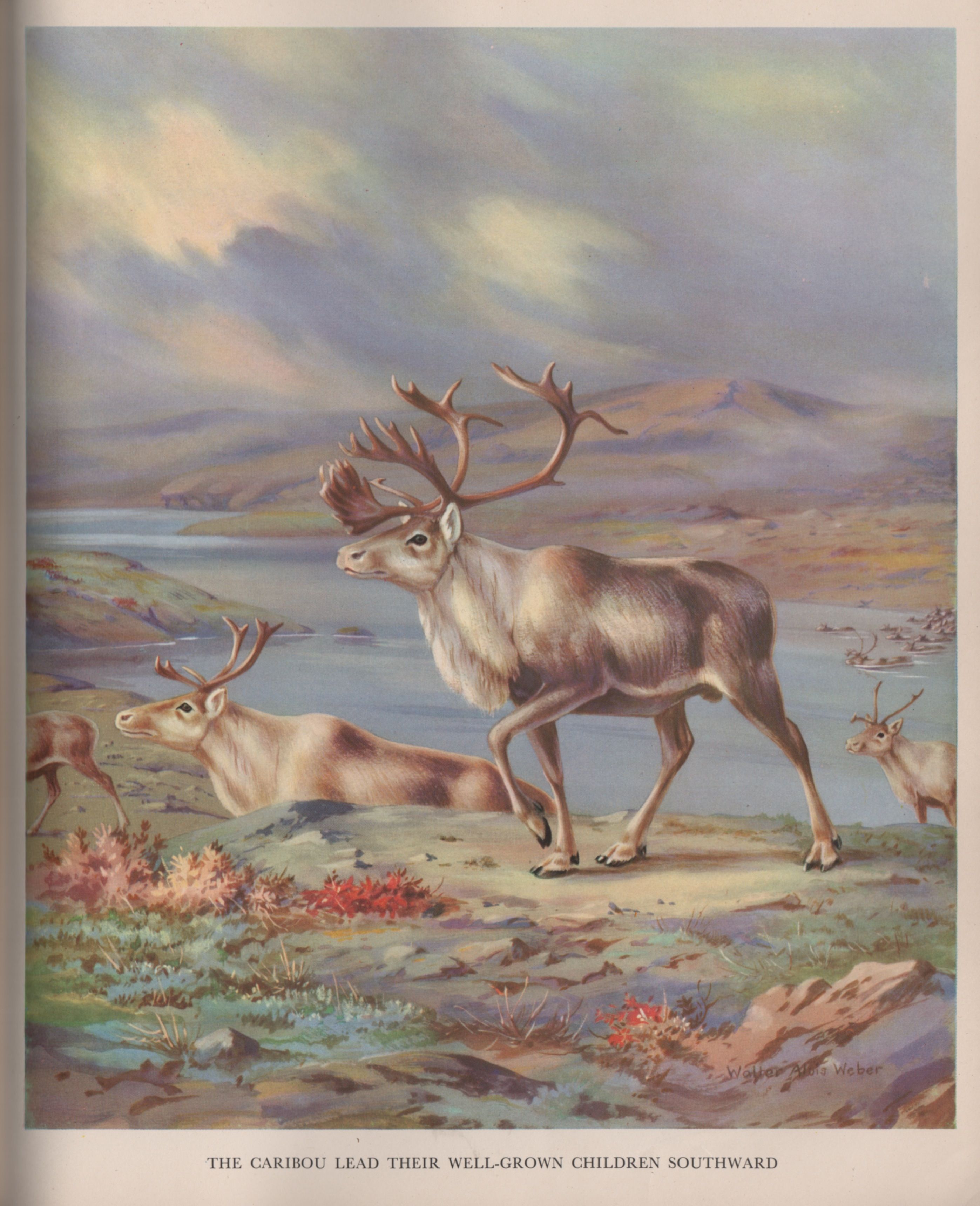 2795x3441 Caribou Illustration From Homes And Habits Of Wild Animals, 1934 - Caribou Painting